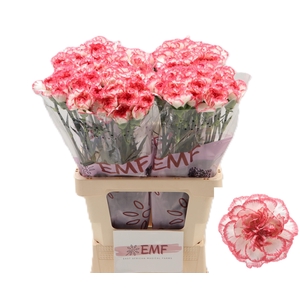 DI ST BACARAT PINK
