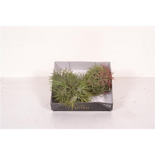 <h4>Tillandsia Magic Ball (XL)</h4>