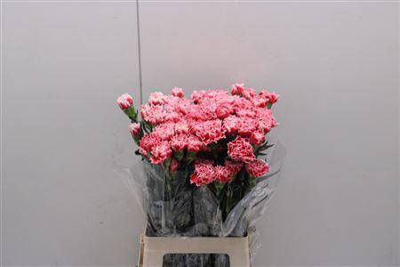 <h4>Di St Cheerio</h4>