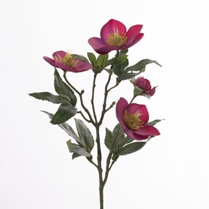 AF Helleborus L47cm Beauty