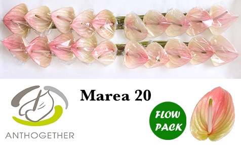 ANTH A MAREA 20 Flow Pack
