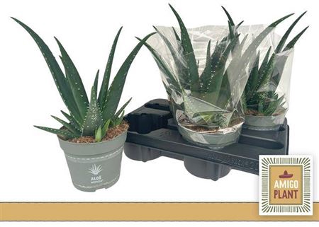 <h4>Aloe Medivera</h4>