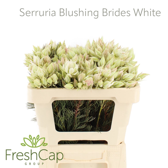 <h4>Serruria Blushing Brides White 10+ Flwrs</h4>