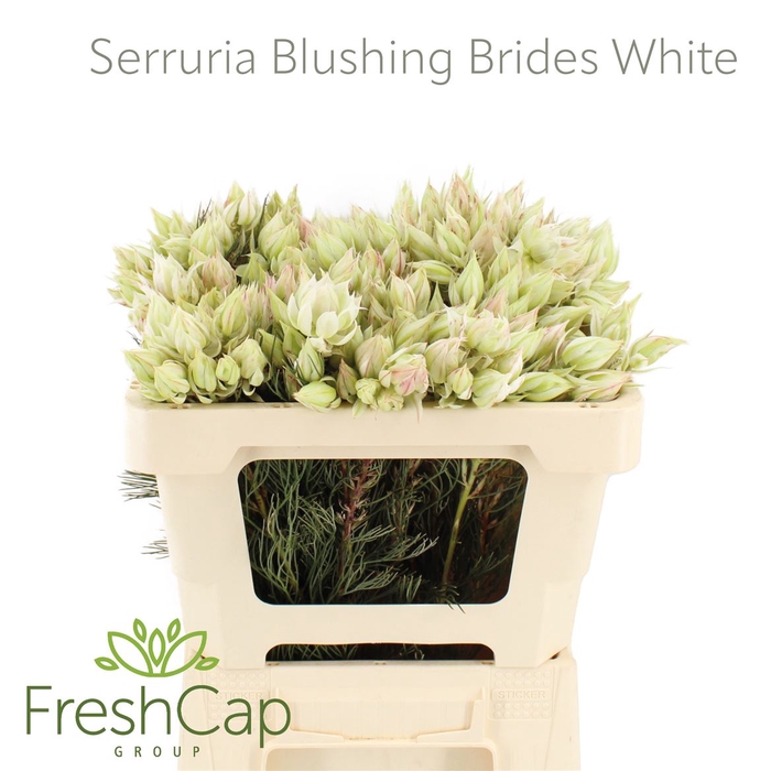 <h4>Serruria Blushing Brides White 4-5 Flwrs</h4>