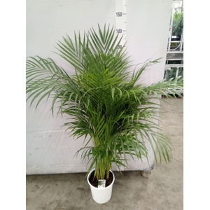 Dypsis lutescens   ...Chrysalidoca
