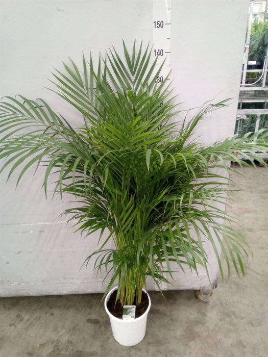 <h4>Dypsis lutescens   ...Chrysalidoca</h4>