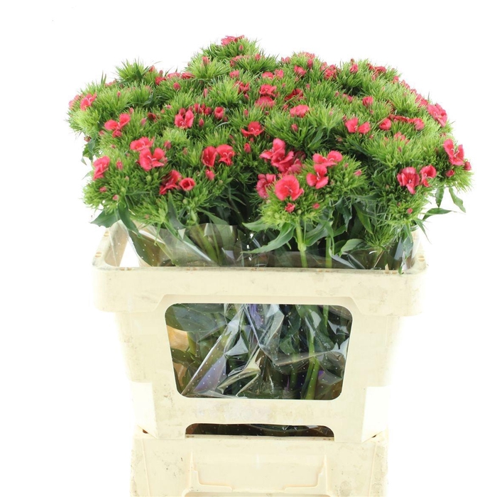 <h4>DI BARB S WILL CORAL</h4>