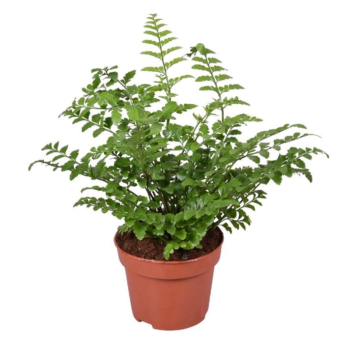 Asplenium Parvati