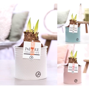 Hippeastrum mix in P&PURE zinc pot Louise 4 mix
