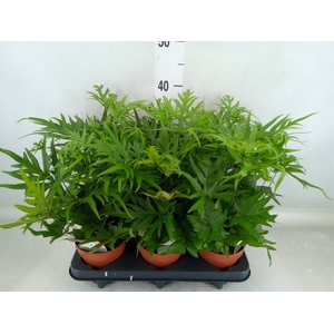 Doryopteris pedata