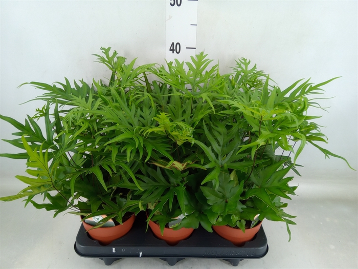 <h4>Doryopteris pedata</h4>