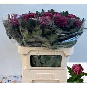 CHR G BIGOUDI PURPLE