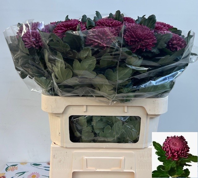 <h4>CHR G BIGOUDI PURPLE</h4>