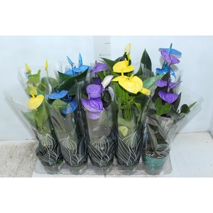 ANTHURIUM COLOURS P12