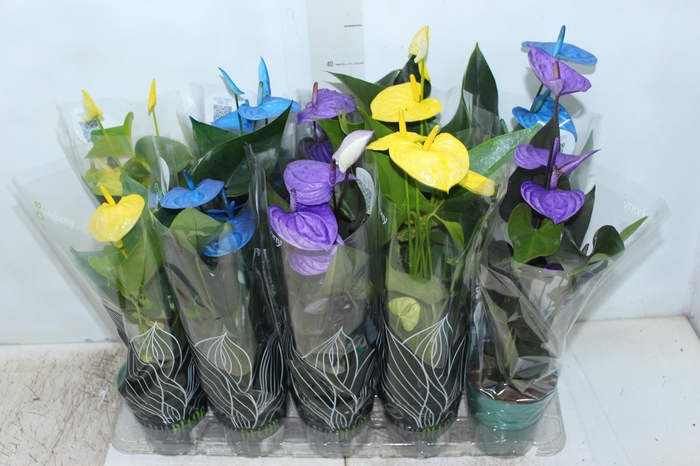 <h4>ANTHURIUM COLOURS P12</h4>