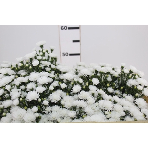 ASTER MARIANA 050 CM