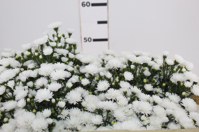 <h4>ASTER MARIANA 050 CM</h4>