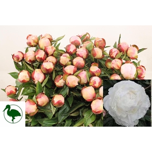 PAEO L GARDENIA