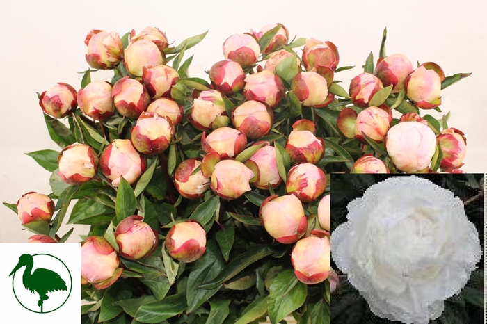 <h4>PAEO L GARDENIA</h4>