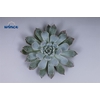 Echeveria Baena Cutflower Wincx-5cm