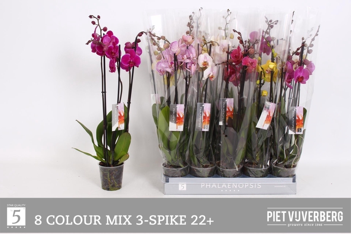 <h4>PHAL GEM 8 KL</h4>