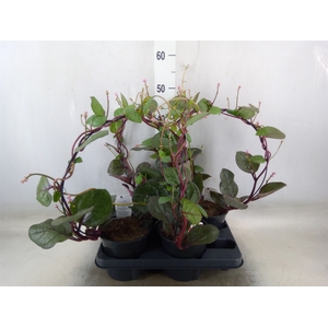Basella alba 'Rosebud'