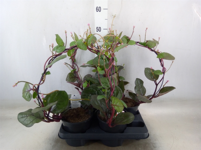 <h4>Basella alba 'Rosebud'</h4>
