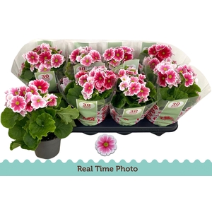 PRIM OB TM RED WHITE