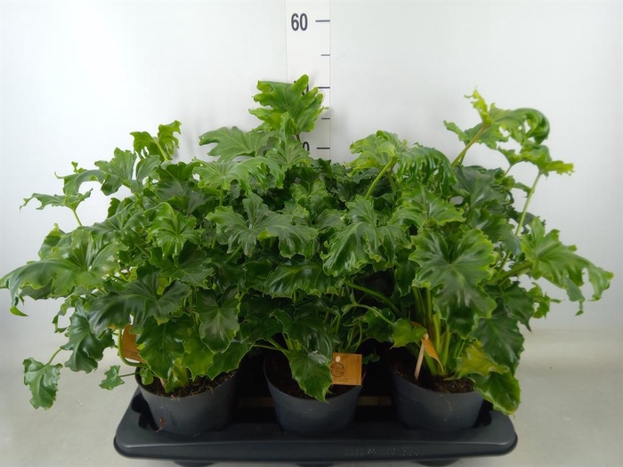 <h4>Philodendron ...</h4>