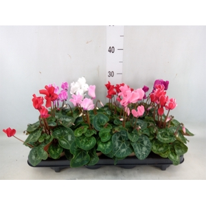 Cyclamen MD 'Macro'