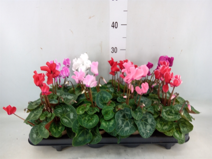 <h4>Cyclamen MD 'Macro'</h4>