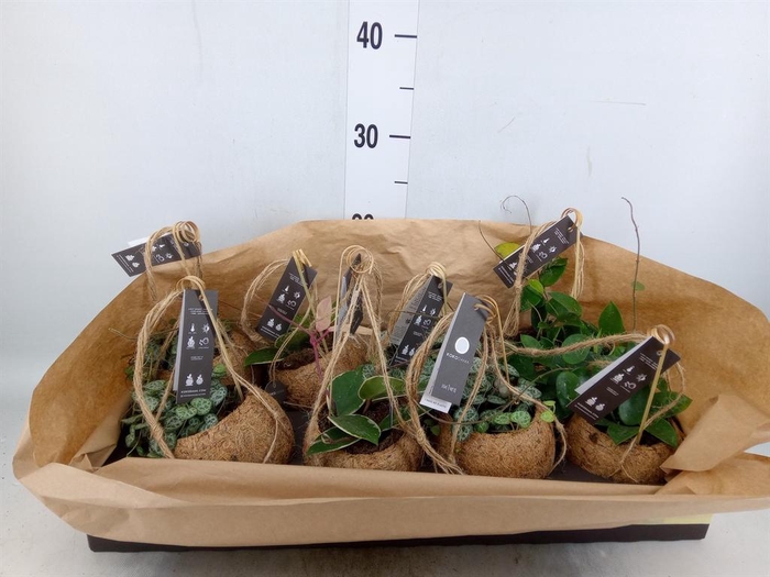 <h4>Hanging plant   ...</h4>