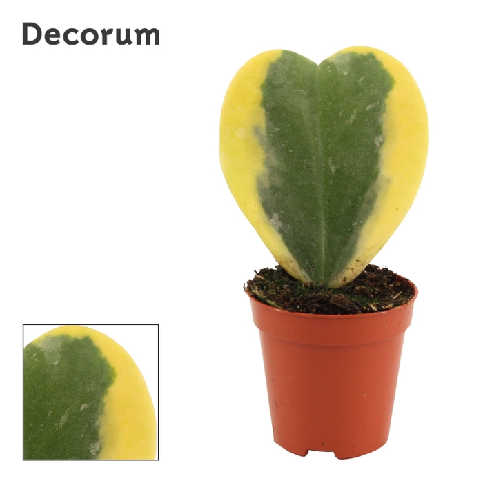 <h4>Hoya Kerrii 6 cm Single Variegata (Decorum)</h4>