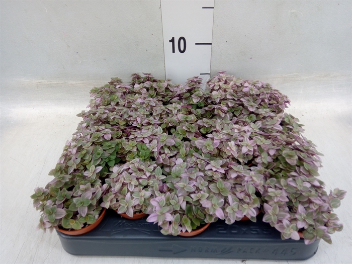 <h4>Callisia repens 'Rosato'</h4>