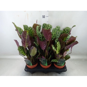 Ctenanthe burle-marxii