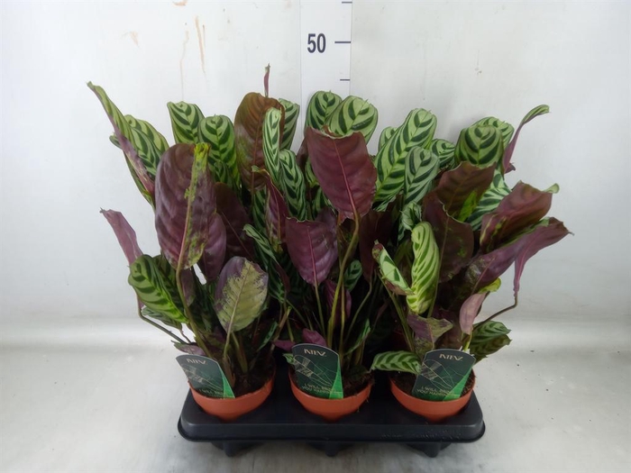 <h4>Ctenanthe burle-marxii</h4>