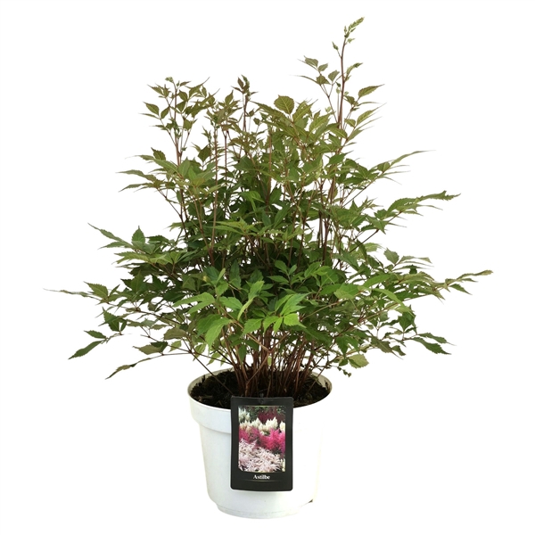 <h4>Astilbe Japonica Grp 'Washington'</h4>