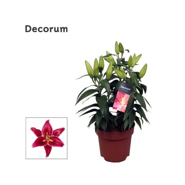 <h4>Lilium Or Magny Cours 17cm</h4>