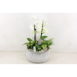 arr2 PL - Ker. barok grey phal. cascade wit