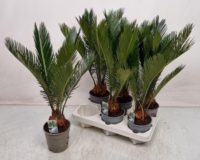 <h4>CYCAS REVOLUTA</h4>