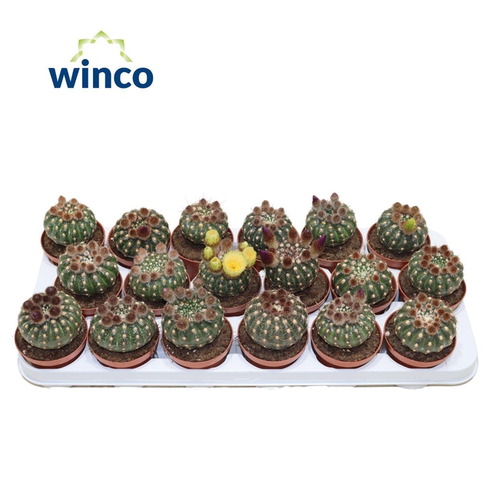 <h4>Notocactus Uebelmaniana (flowering)</h4>