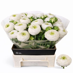 RANUNCULUS  'AAZUR WHITE'