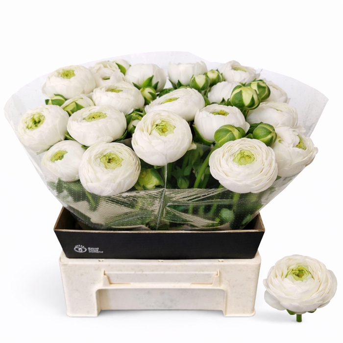 <h4>RANUNCULUS  'AAZUR WHITE'</h4>
