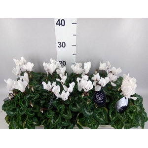 Cyclamen MD   ...patio