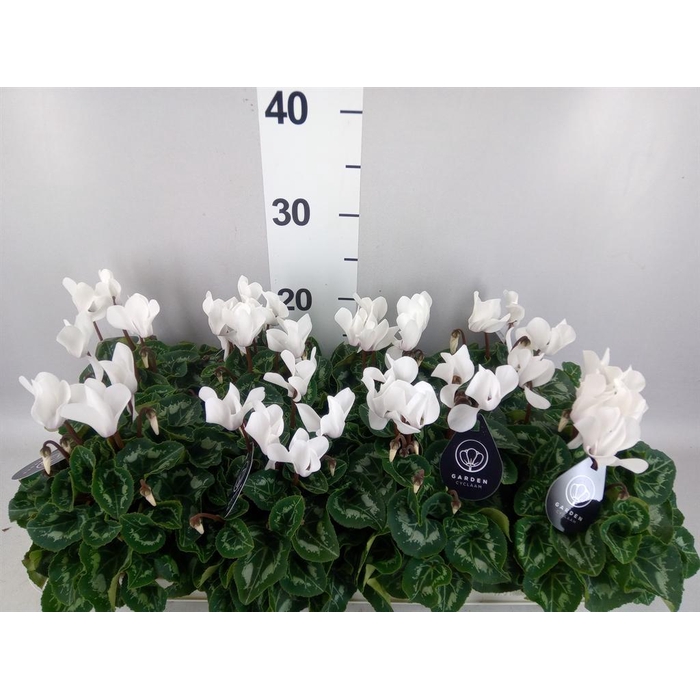 <h4>Cyclamen MD   ...patio</h4>