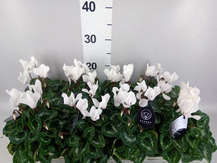 Cyclamen MD   ...patio