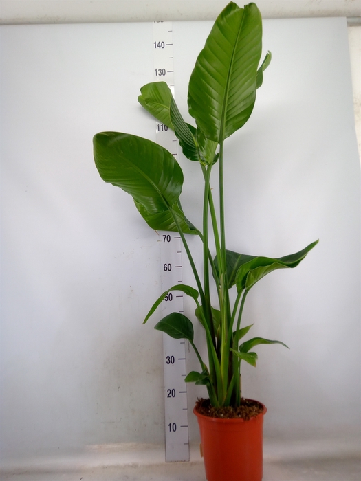 <h4>Strelitzia nicolai</h4>