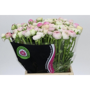 Ranunculus Elegance Cappucino Mix
