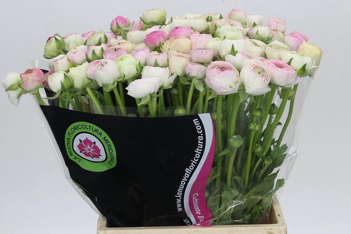 <h4>Ranunculus Elegance Cappucino Mix</h4>