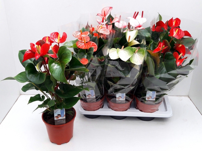 <h4>Anthu An Gem 5 Kl</h4>